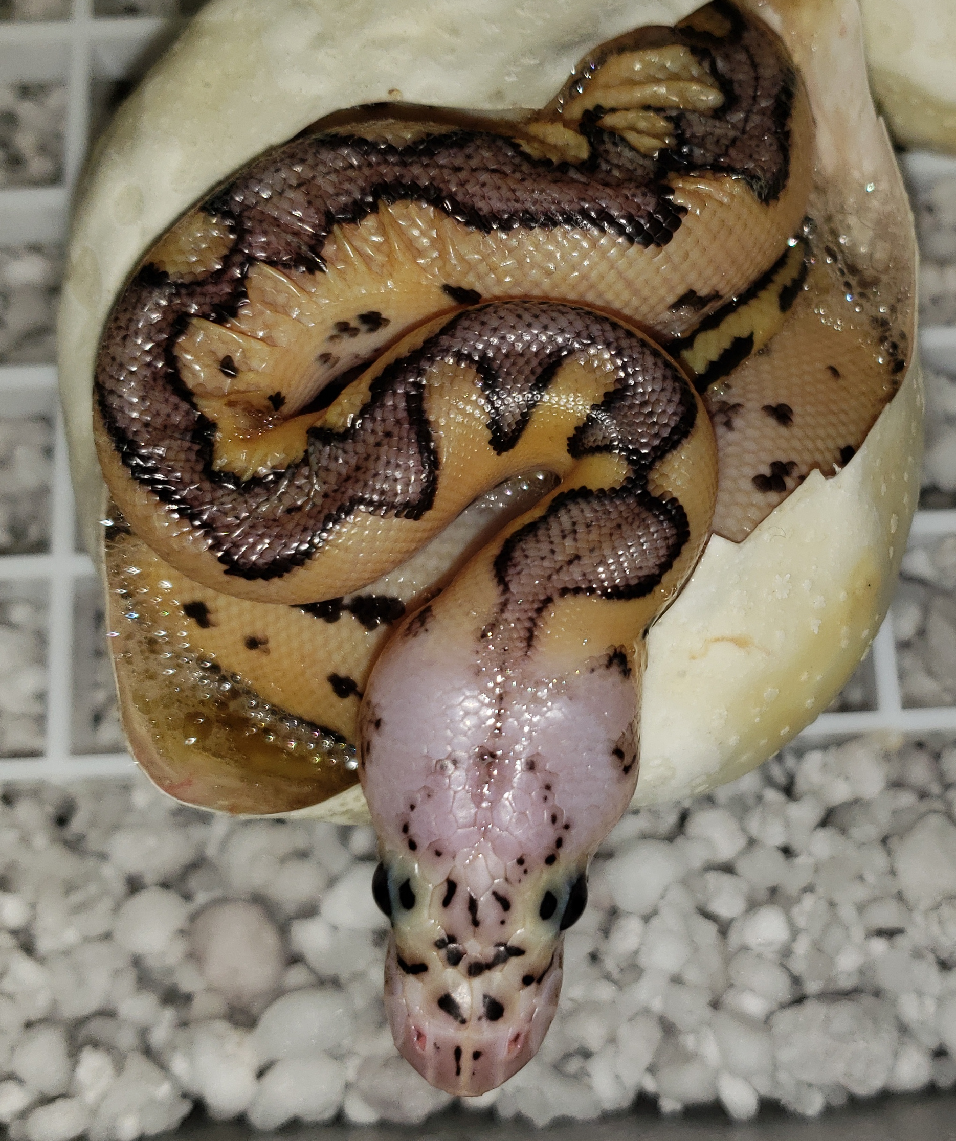 named "Biden" if you know
      you know