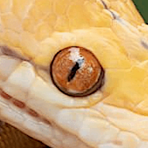 Vision
          Statement