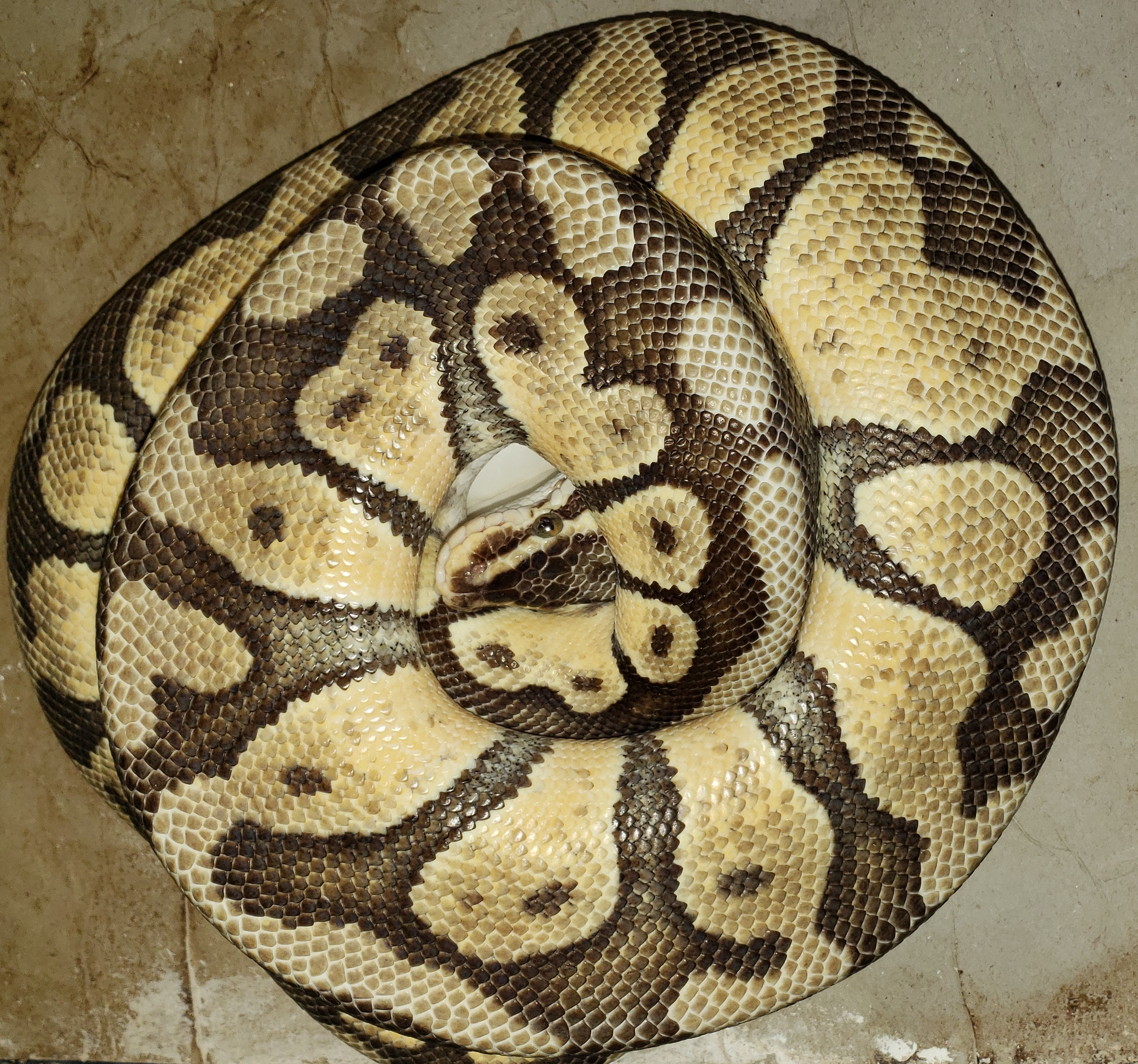 #20 test maternal
      incubation